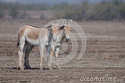 Indian wild ass LRK gujarat Stock Photo